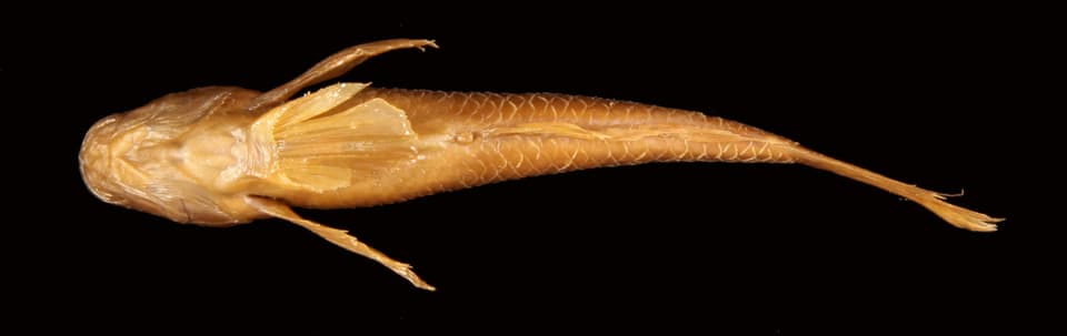 ภาพประกอบของ ปลาบู่ parvus (Gobius parvus)