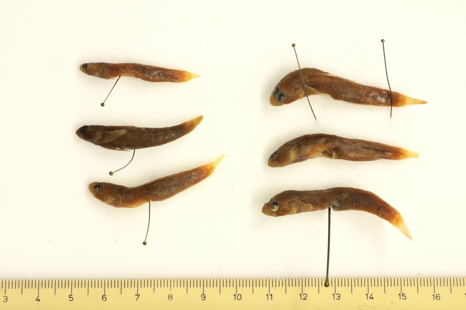 ภาพประกอบของ ปลาบู่ senegambiensis (Gobius senegambiensis)