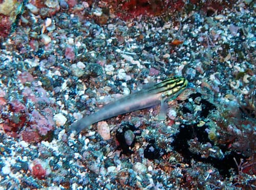 ภาพประกอบของ ปลาบู่ tetrophthalmus (Gobius tetrophthalmus)