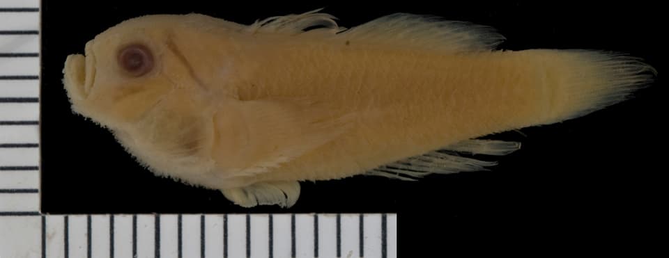 ภาพประกอบของ ปลาบู่ waitii (Gobius waitii)