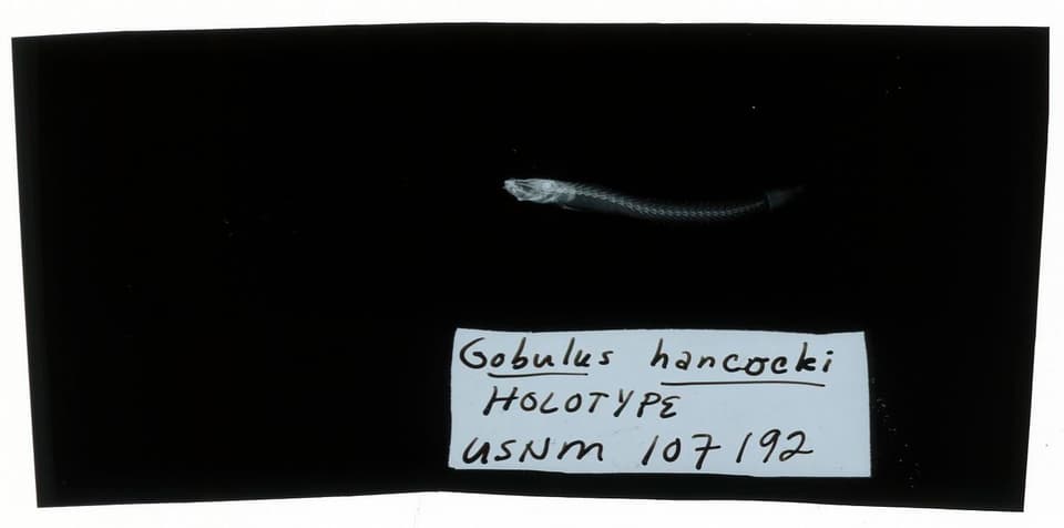 ภาพประกอบของ ปลาบู่บู่ (Gobulus hancocki)