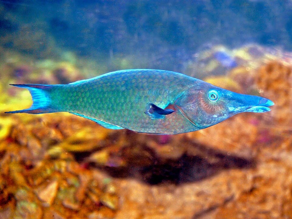 ภาพประกอบของ ปลานกขุนทองน้ำเงินเขียว (Gomphosus caeruleus)