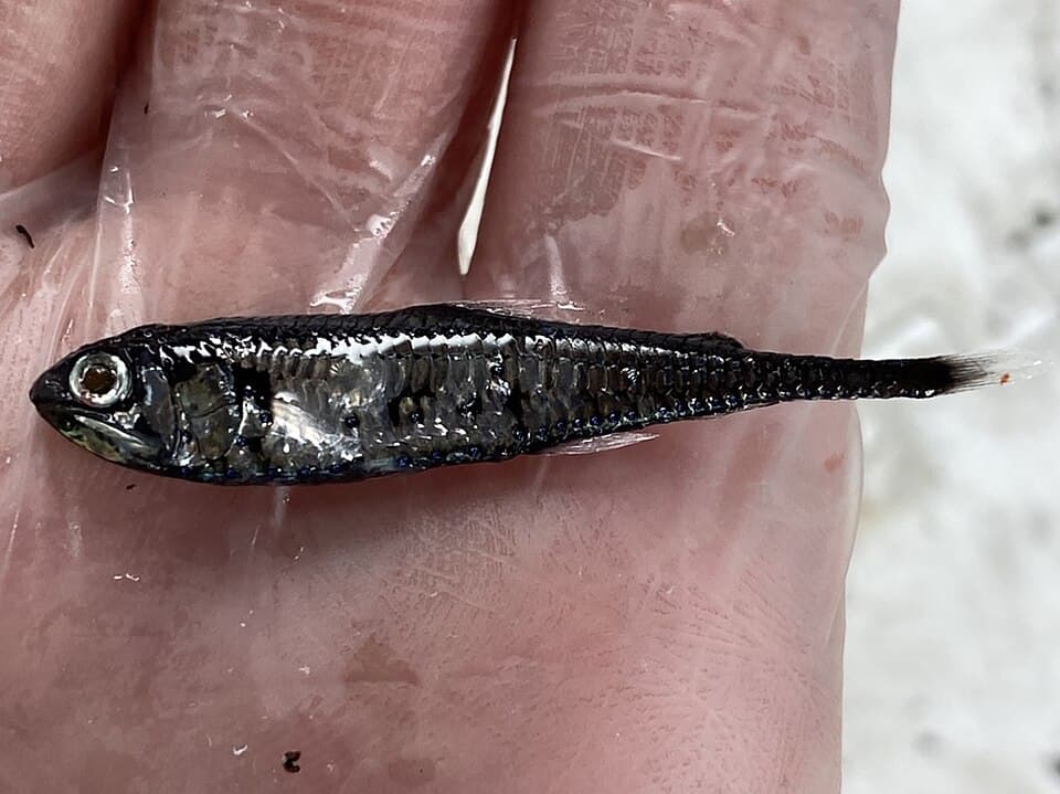 ภาพประกอบของ ปลา cocco (Gonichthys cocco)