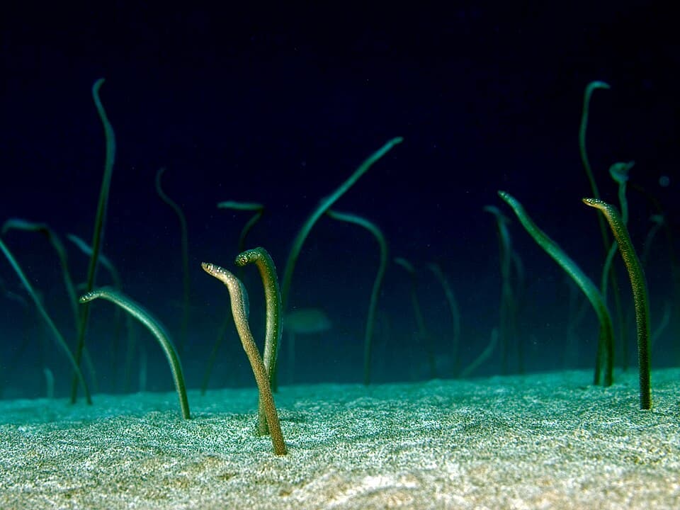 ภาพประกอบของ ปลา barnesi (Gorgasia barnesi)