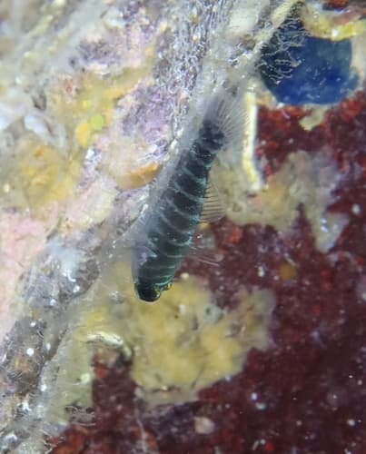 ภาพประกอบของ ปลาบู่ stevcici (Gorogobius stevcici)