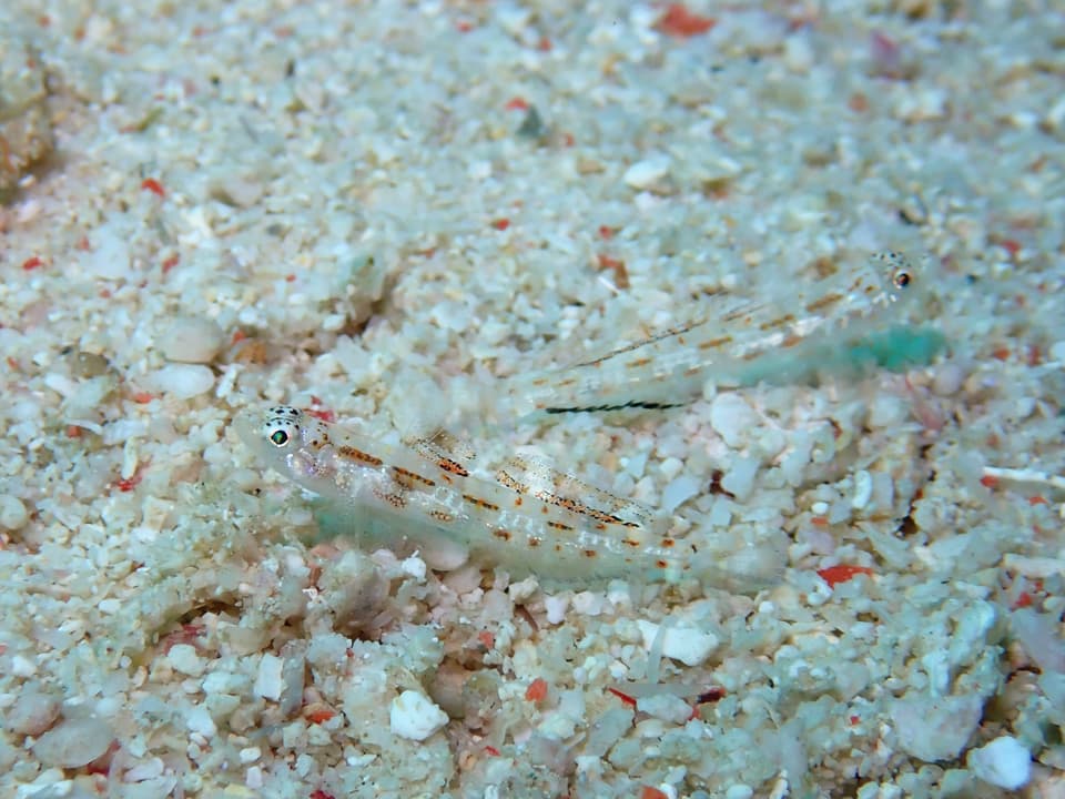 ภาพประกอบของ ปลาบู่บู่ (Grallenia rubrilineata)