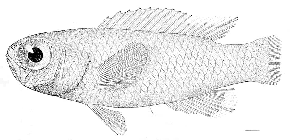 ภาพประกอบของ ปลา laysanus (Grammatonotus laysanus)