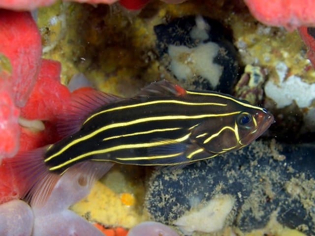 ภาพ ปลากะรังหกเส้น (Grammistes sexlineatus)
