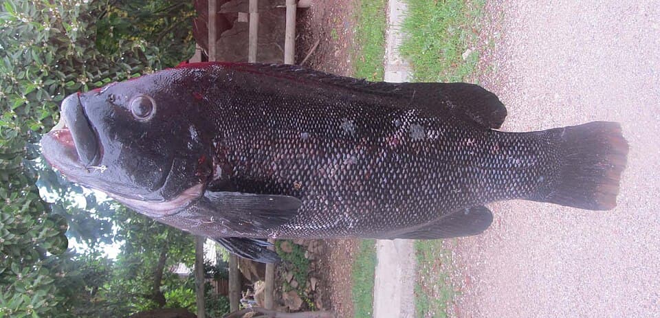 ภาพประกอบของ ปลา nigra (Graus nigra)