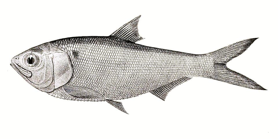 ภาพประกอบของ ปลา chapra (Gudusia chapra)