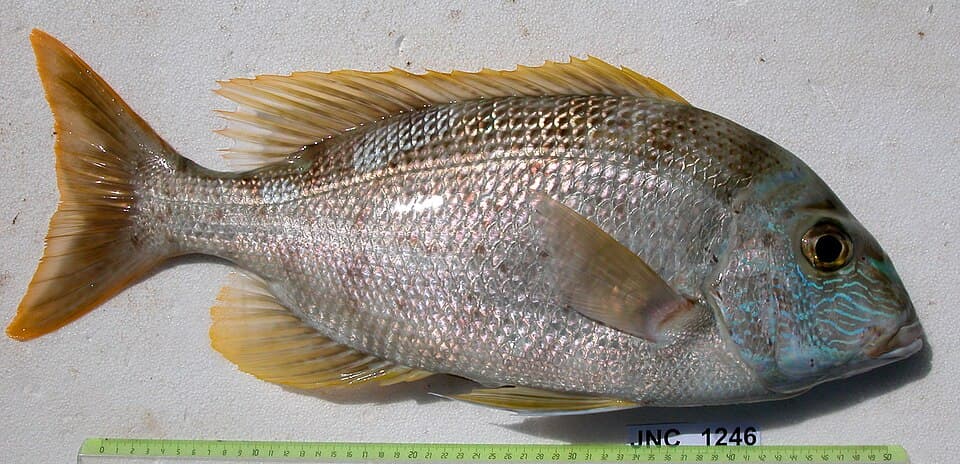 ภาพประกอบของ ปลา grandoculis (Gymnocranius grandoculis)