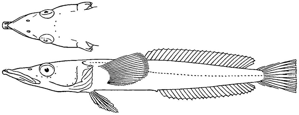 ภาพประกอบของ ปลา acuticeps (Gymnodraco acuticeps)