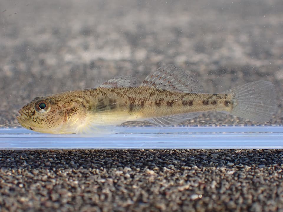 ภาพประกอบของ ปลาบู่ breunigii (Gymnogobius breunigii)