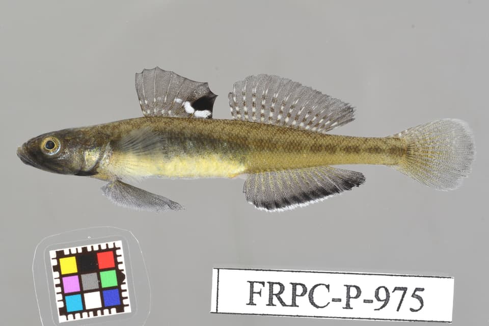 ภาพประกอบของ ปลาบู่บู่ (Gymnogobius heptacanthus)