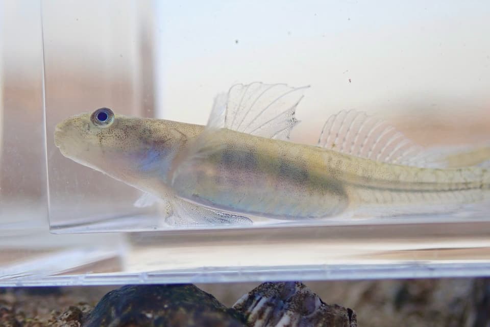 ภาพประกอบของ ปลาบู่ macrognathos (Gymnogobius macrognathos)
