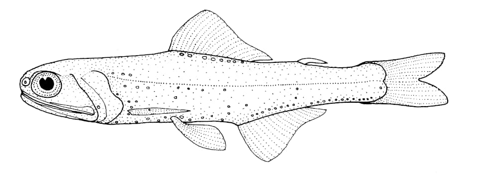 ภาพประกอบของ ปลา piabilis (Gymnoscopelus piabilis)
