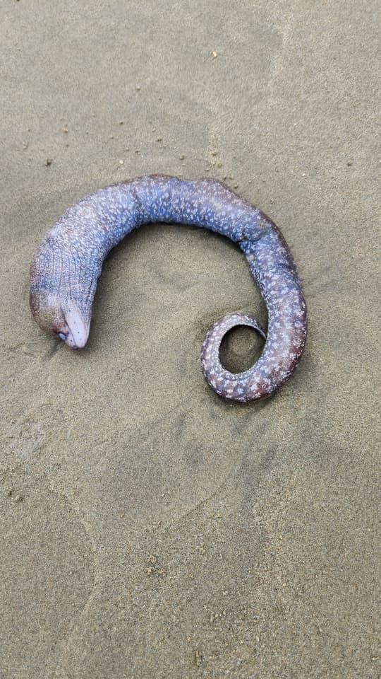 ภาพประกอบของ ปลาไหลมอเรย์ angusticeps (Gymnothorax angusticeps)