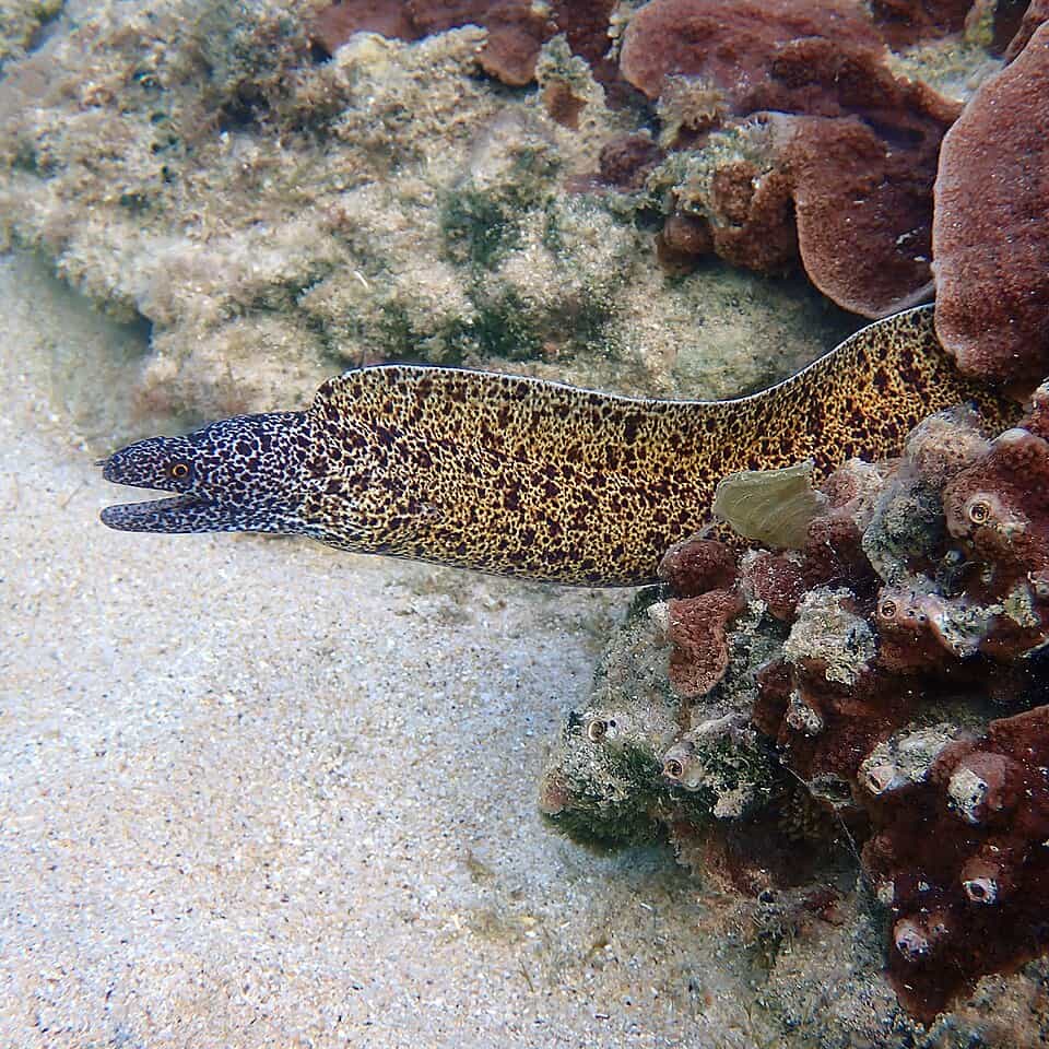 ภาพประกอบของ ปลาหลดหินเกาะลอร์ดฮาว (Gymnothorax annasona)