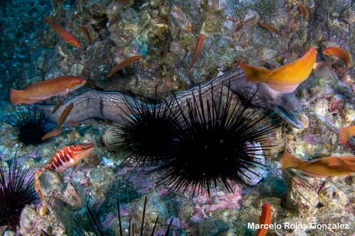 ภาพประกอบของ ปลาไหลมอเรย์น้ำลึก (Gymnothorax bathyphilus)