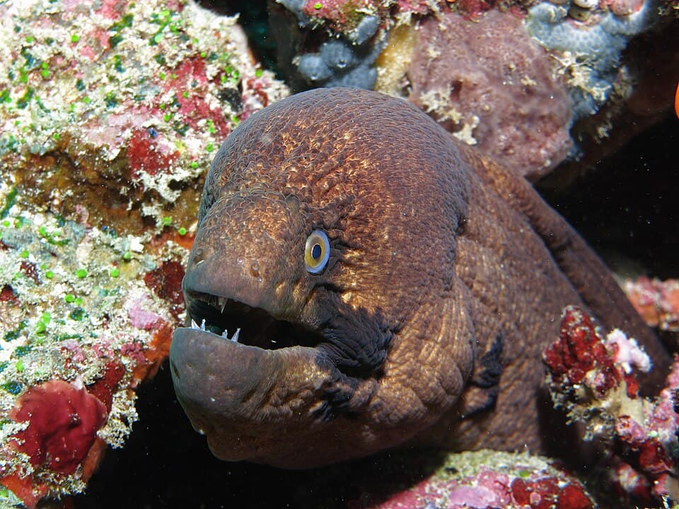 ภาพประกอบของ ปลาไหลมอเรย์ดำ (Gymnothorax breedeni)