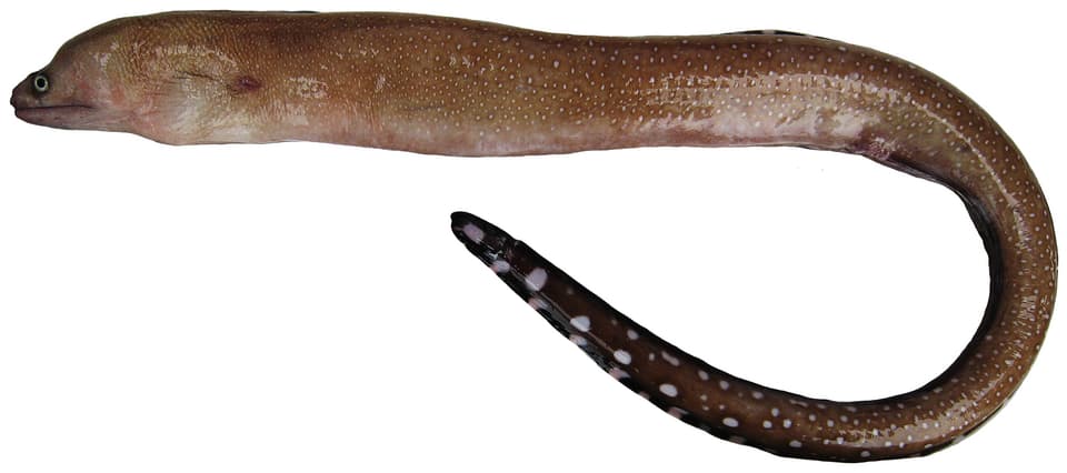 ภาพประกอบของ ปลาไหลมอเรย์อานม้า (Gymnothorax conspersus)