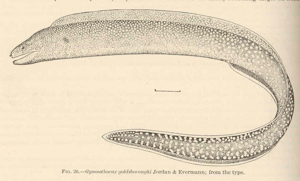 ภาพประกอบของ ปลาไหลมอเรย์สง่างาม (Gymnothorax elegans)