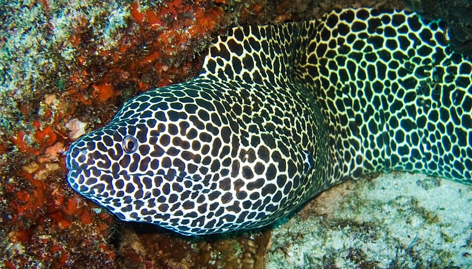 ภาพประกอบของ ปลาไหลมอเรย์ลายเสือดาว (Gymnothorax favagineus)