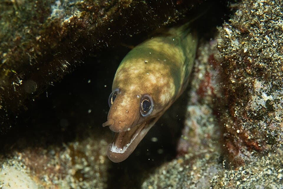 ภาพประกอบของ ปลาไหลมอเรย์ gracilicauda (Gymnothorax gracilicauda)