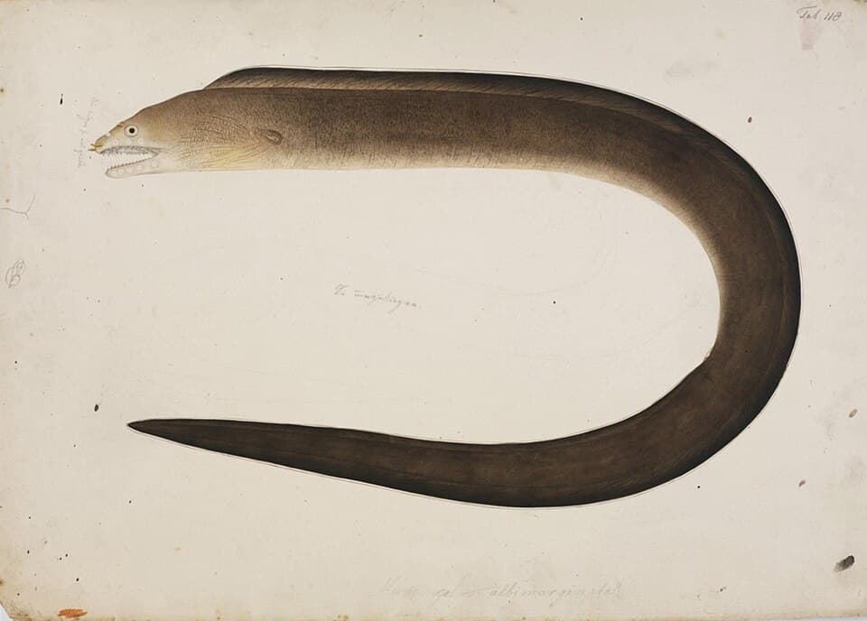 ภาพประกอบของ ปลาไหลมอเรย์ไหล (Gymnothorax hepaticus)