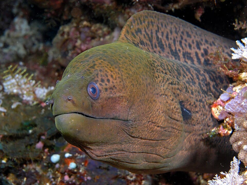 ภาพประกอบของ ปลาไหลมอเรย์ยักษ์ (Gymnothorax javanicus)