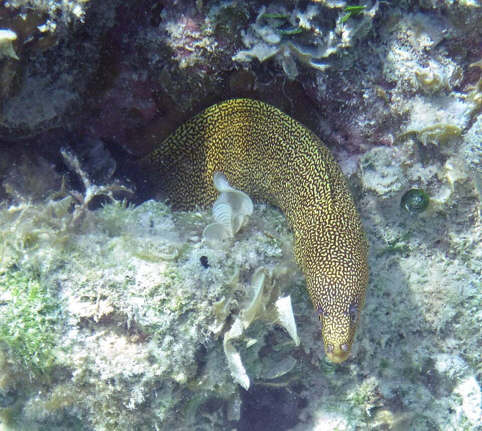 ภาพประกอบของ ปลาไหลมอเรย์ miliaris (Gymnothorax miliaris)