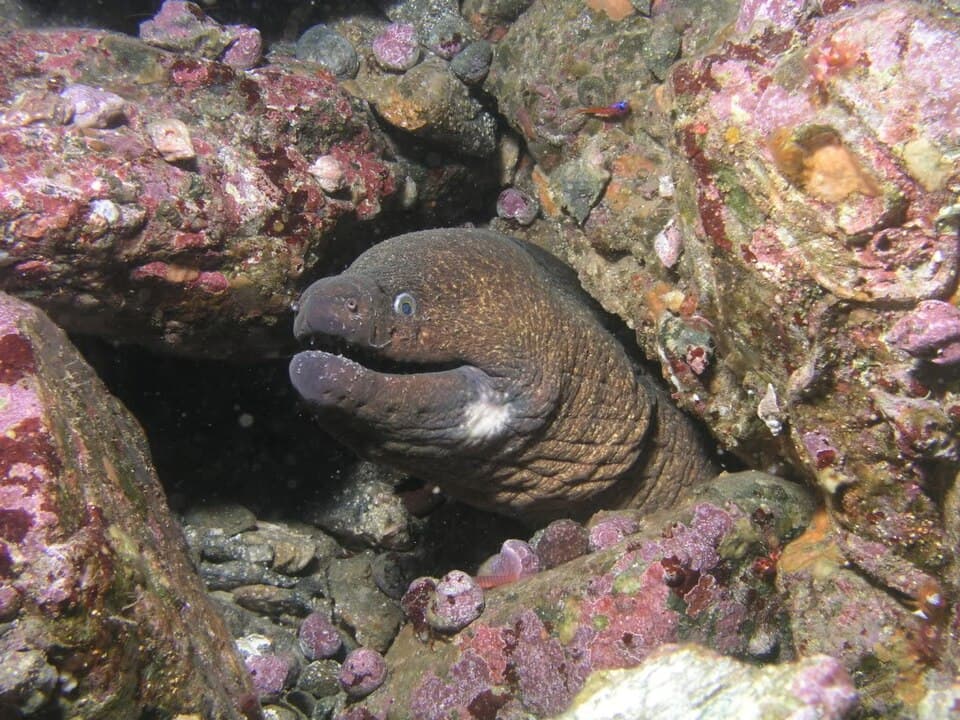 ภาพประกอบของ ปลาไหลมอเรย์ mordax (Gymnothorax mordax)
