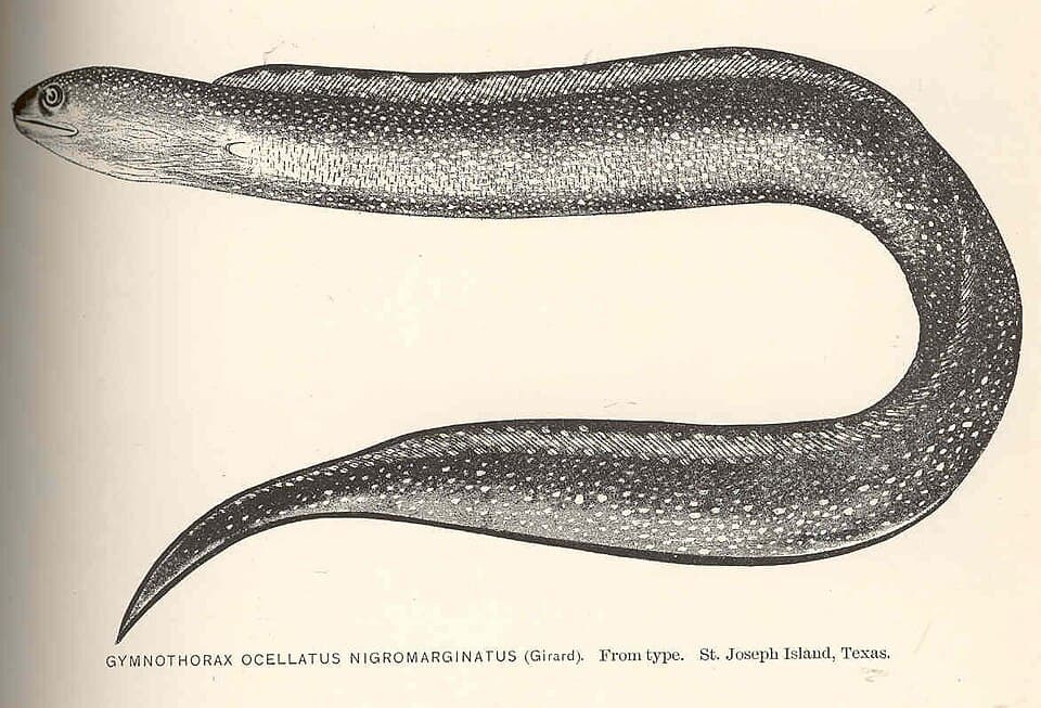 ภาพประกอบของ ปลาไหลมอเรย์ nigromarginatus (Gymnothorax nigromarginatus)
