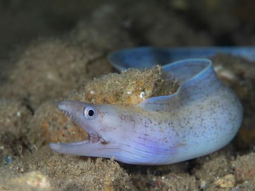 ภาพประกอบของ ปลาไหลมอเรย์ pharaonis (Gymnothorax pharaonis)