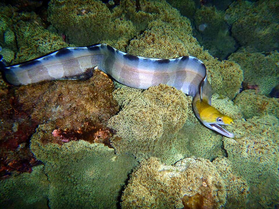 ภาพประกอบของ ปลาไหลมอเรย์ลายบั้งแนวปะการังไหล (Gymnothorax rueppelliae)