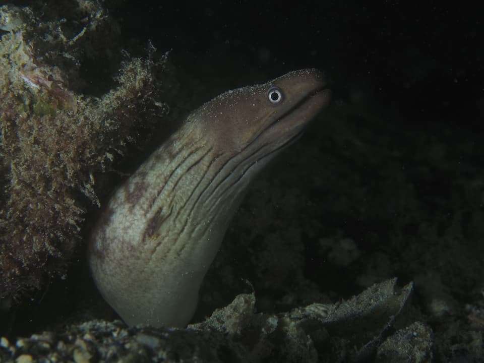 ภาพประกอบของ ปลาไหลมอเรย์ woodwardi (Gymnothorax woodwardi)