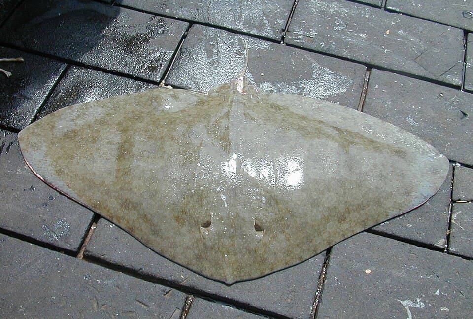 ภาพประกอบของ ปลา altavela (Gymnura altavela)