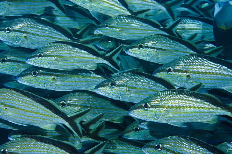 ภาพประกอบของ ปลากรันต์ตาโต (Haemulon melanurum)