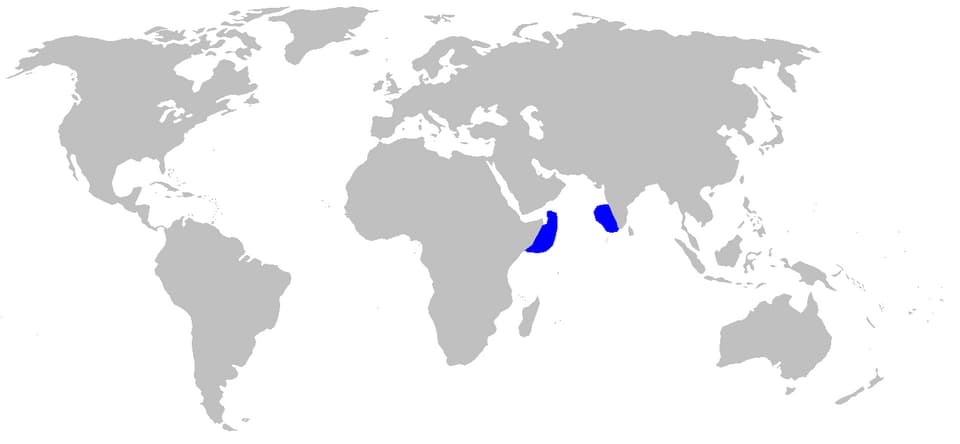 แผนที่การกระจายพันธุ์ของ ปลา quagga (Halaelurus quagga)