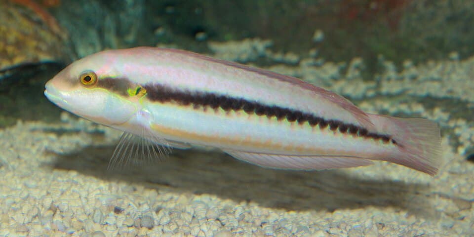 ภาพประกอบของ ปลานกขุนทอง bivittatus (Halichoeres bivittatus)
