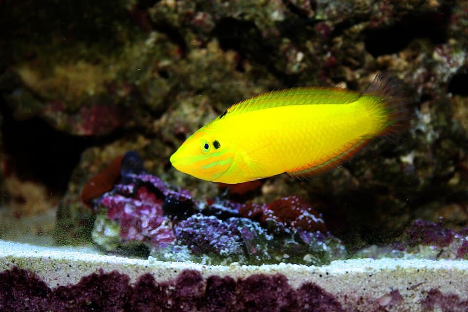 ภาพประกอบของ ปลานกขุนทองเหลืองคานารี (Halichoeres chrysus)