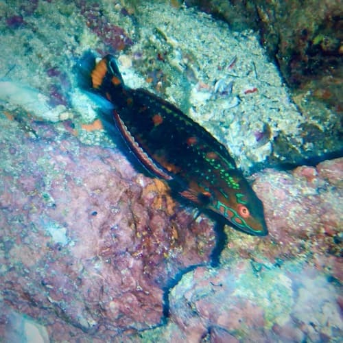 ภาพประกอบของ ปลานกขุนทอง discolor (Halichoeres discolor)