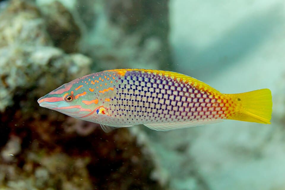 ภาพประกอบของ ปลานกขุนทองตารางหมากรุก (Halichoeres hortulanus)