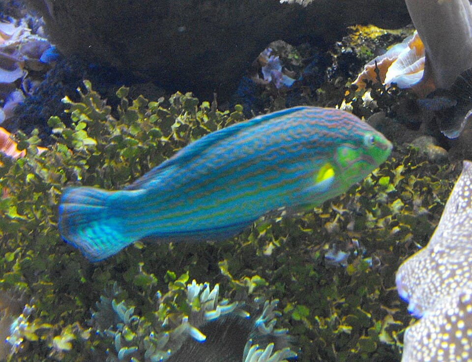 ภาพประกอบของ ปลานกขุนทอง melanurus (Halichoeres melanurus)