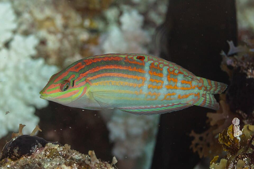 ภาพประกอบของ ปลานกขุนทองสายรุ้ง (Halichoeres nebulosus)