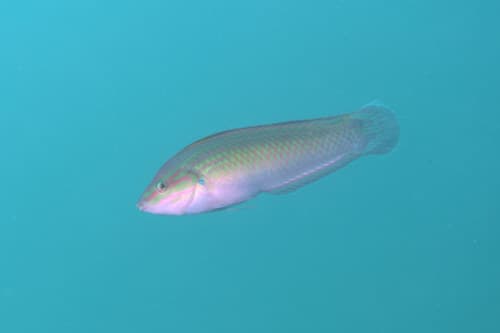 ภาพประกอบของ ปลานกขุนทอง tenuispinis (Halichoeres tenuispinis)