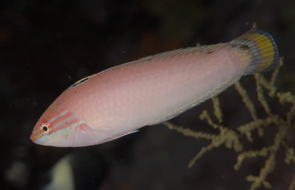 ภาพประกอบของ ปลานกขุนทองอินเดียขาว (Halichoeres trispilus)