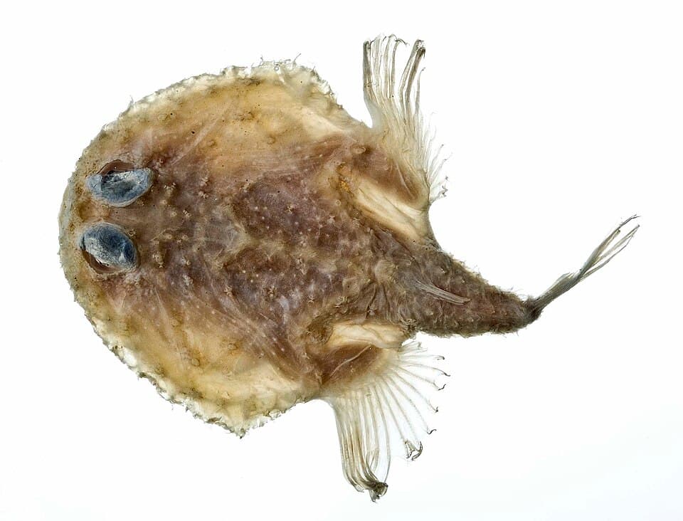 ภาพประกอบของ ปลา aculeatus (Halieutichthys aculeatus)