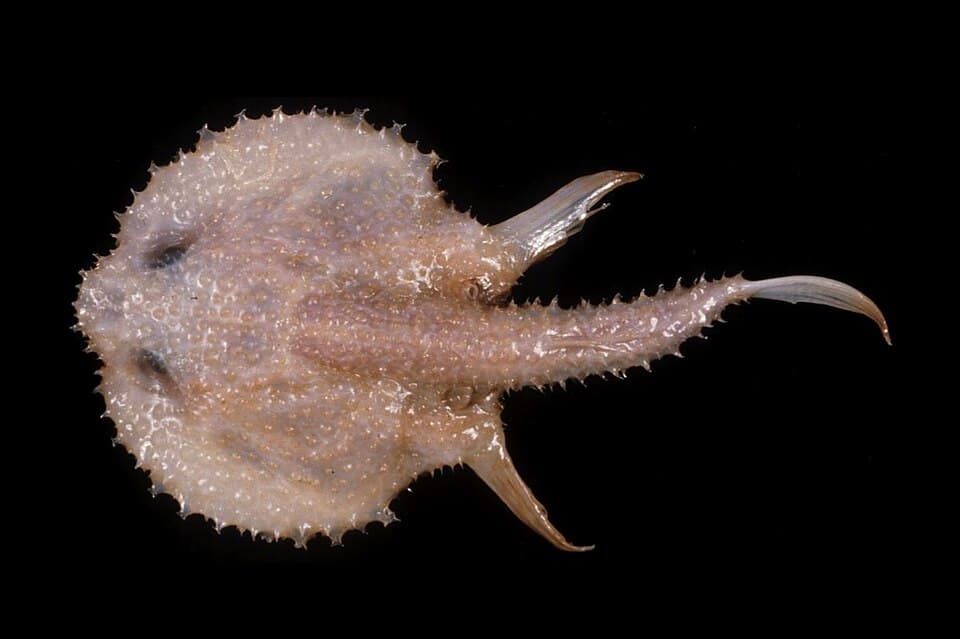 ภาพประกอบของ ปลา galatea (Halieutopsis galatea)