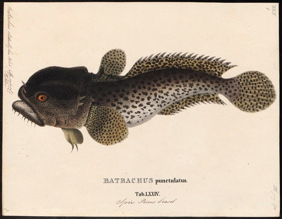 ภาพประกอบของ ปลา didactylus (Halobatrachus didactylus)